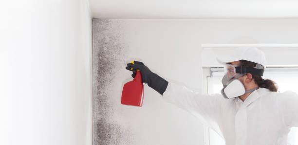 Best Attic Mold Removal  in Clarkston, GA