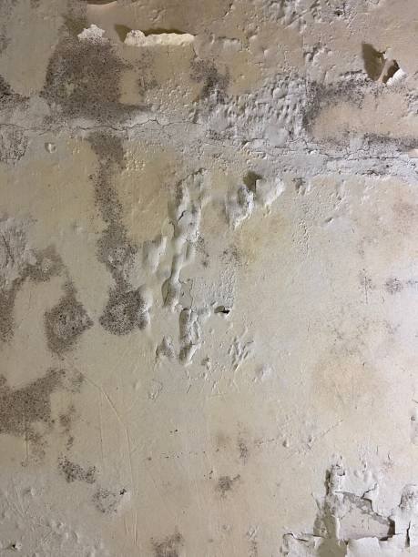 Best Crawl Space Mold Removal  in Clarkston, GA